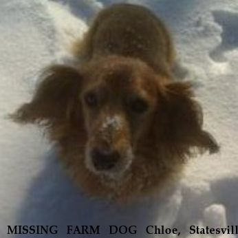 MISSING FARM DOG Chloe, Statesville Near Statesville, NC, 28625